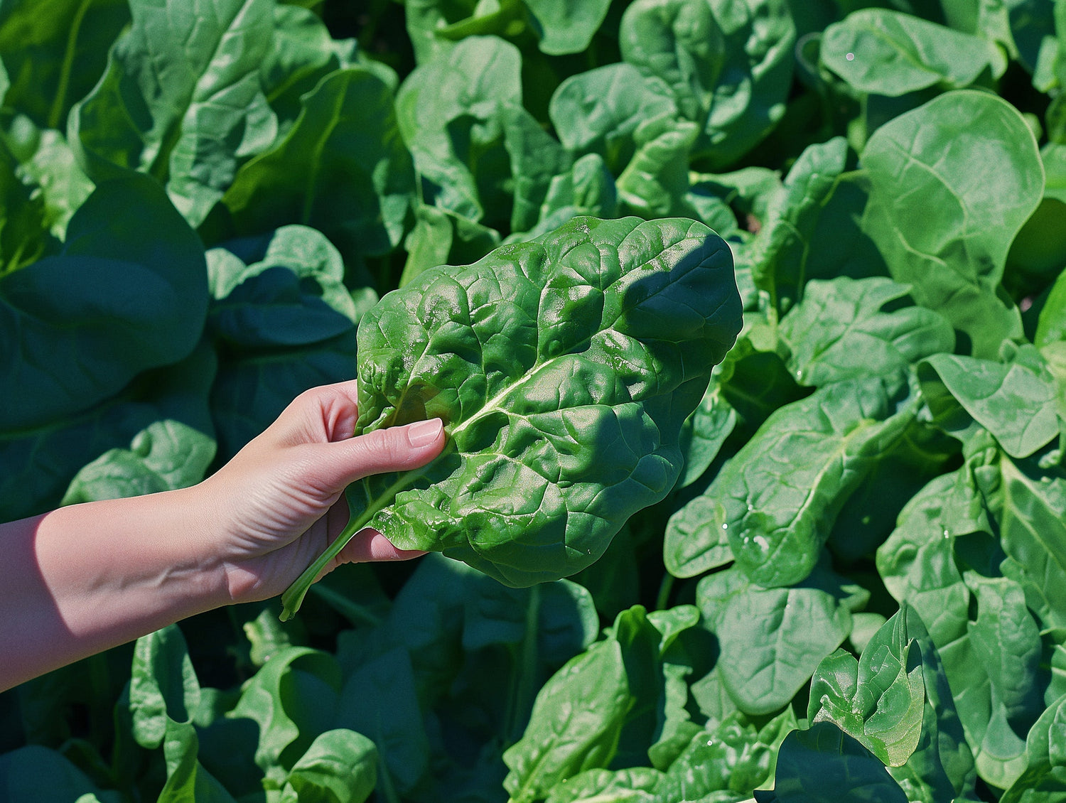 French landrace, Monstrueux de Viroflay Spinach, is known for its massive leaves and has been a staple in French gardens for centuries.