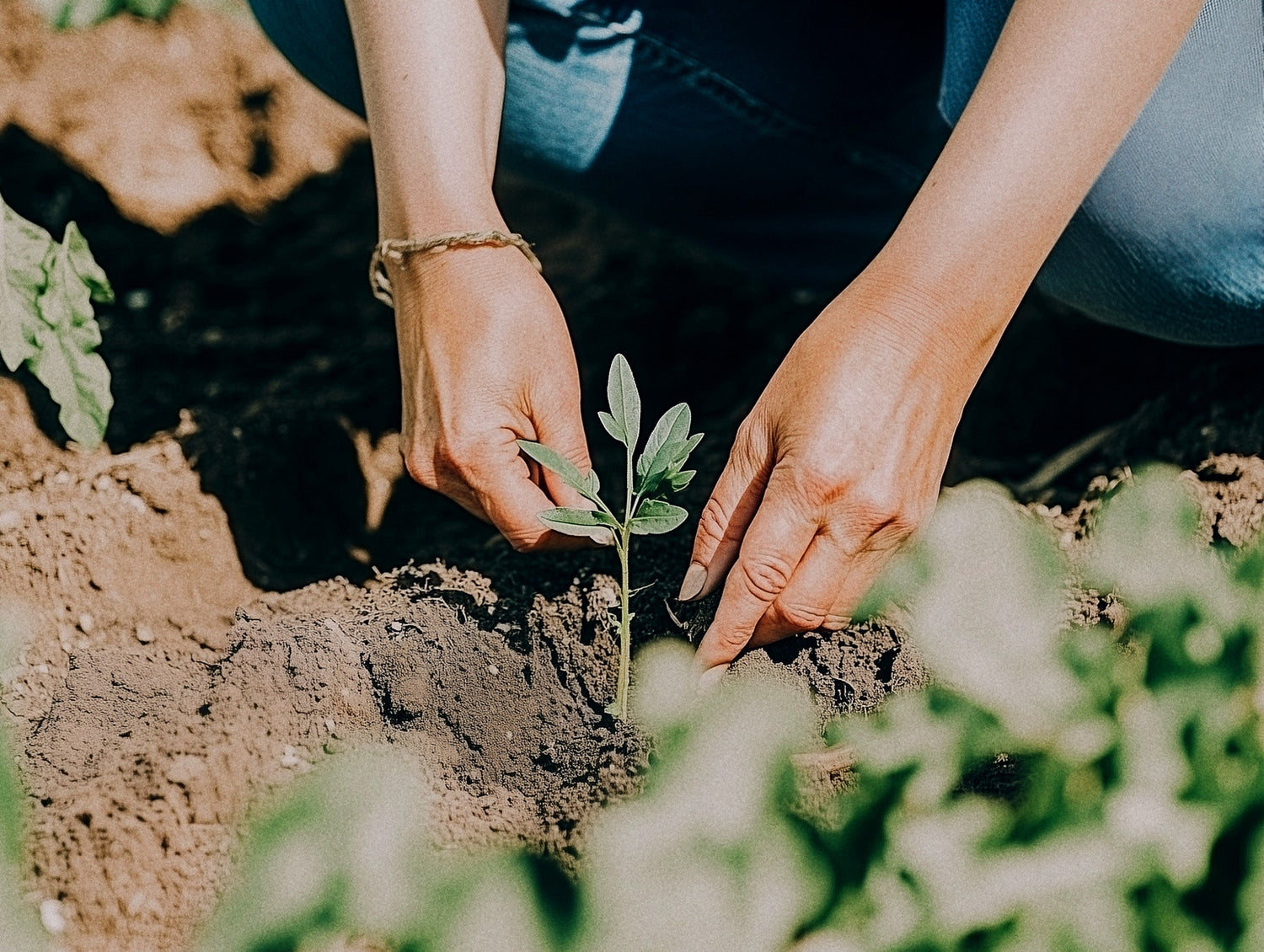 Heirbloom Guide to Purposeful Seed Selection