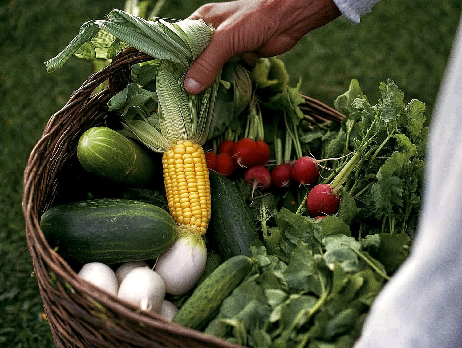 Whole Seed Collection