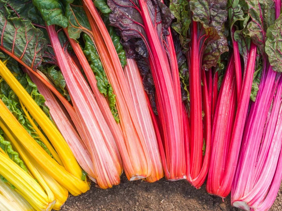 Seeds from Bingenheimer Saatgut