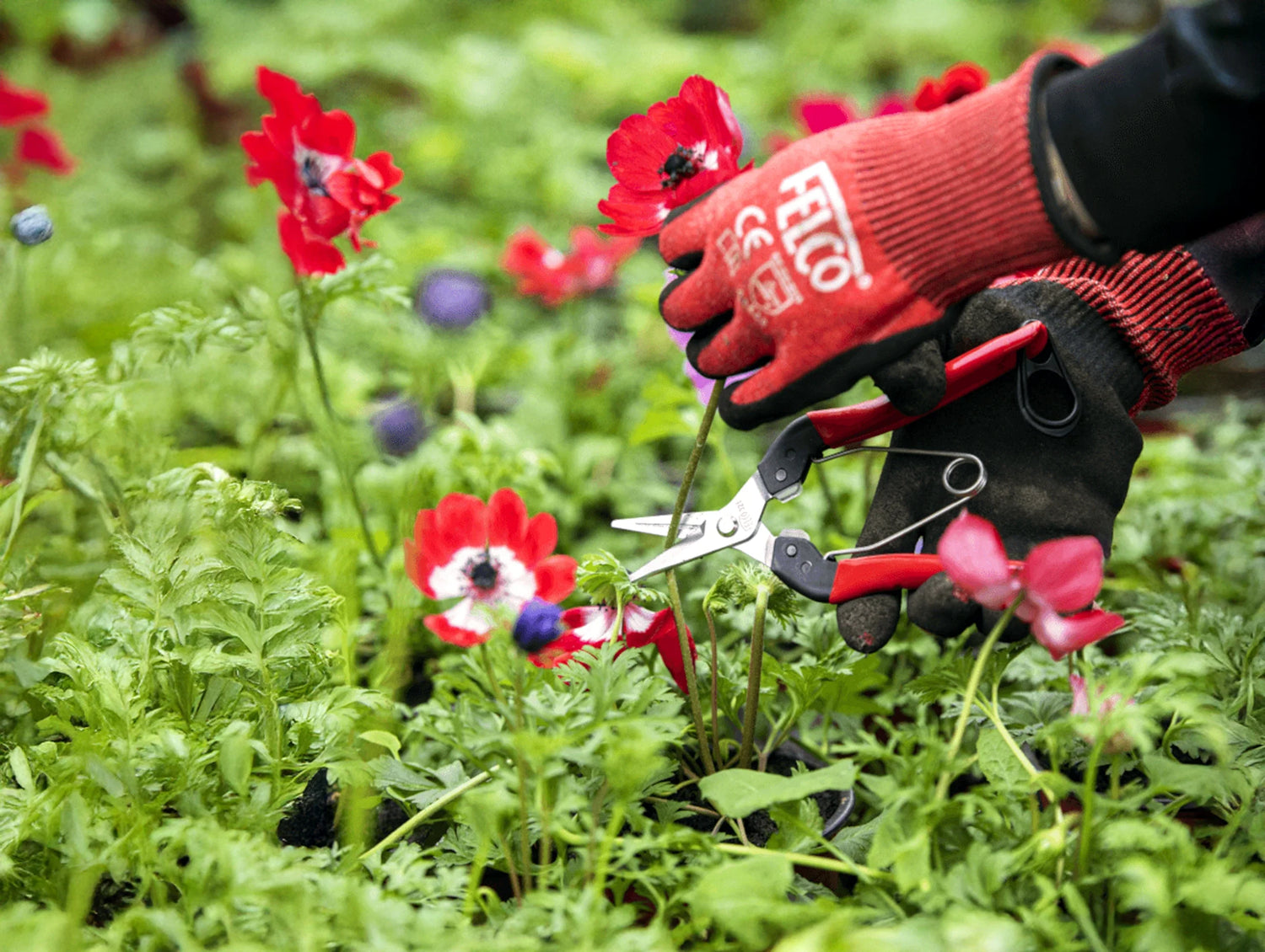 Gardening Tools, Pruners & Loppers