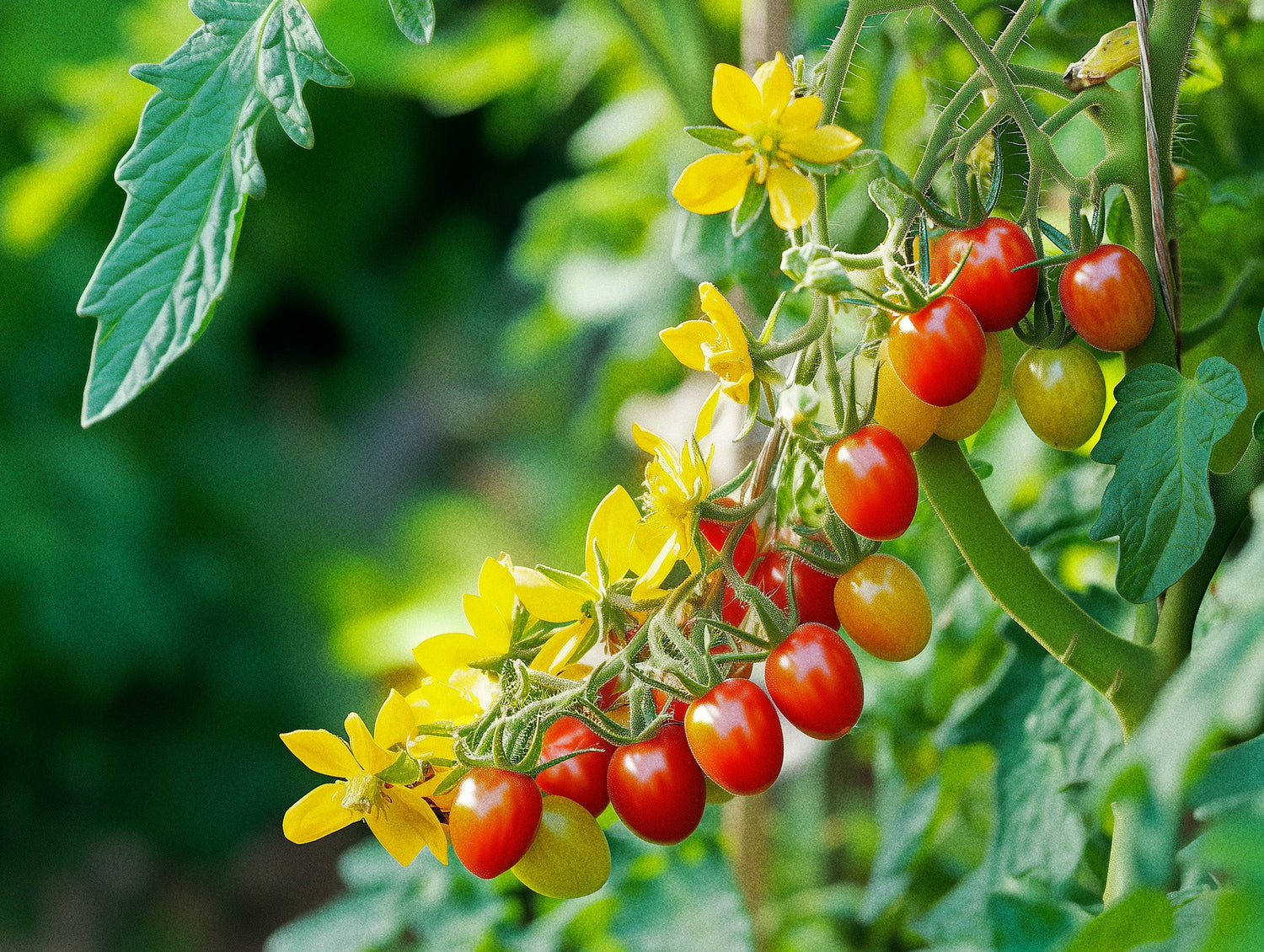 Tomato & Tomatillo Seeds