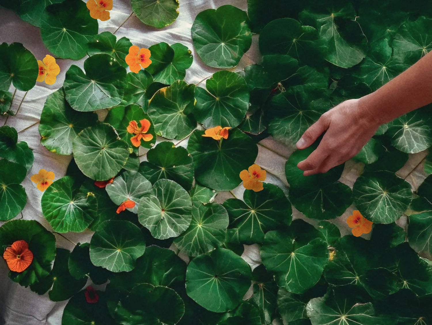 Seeds to Sow in April