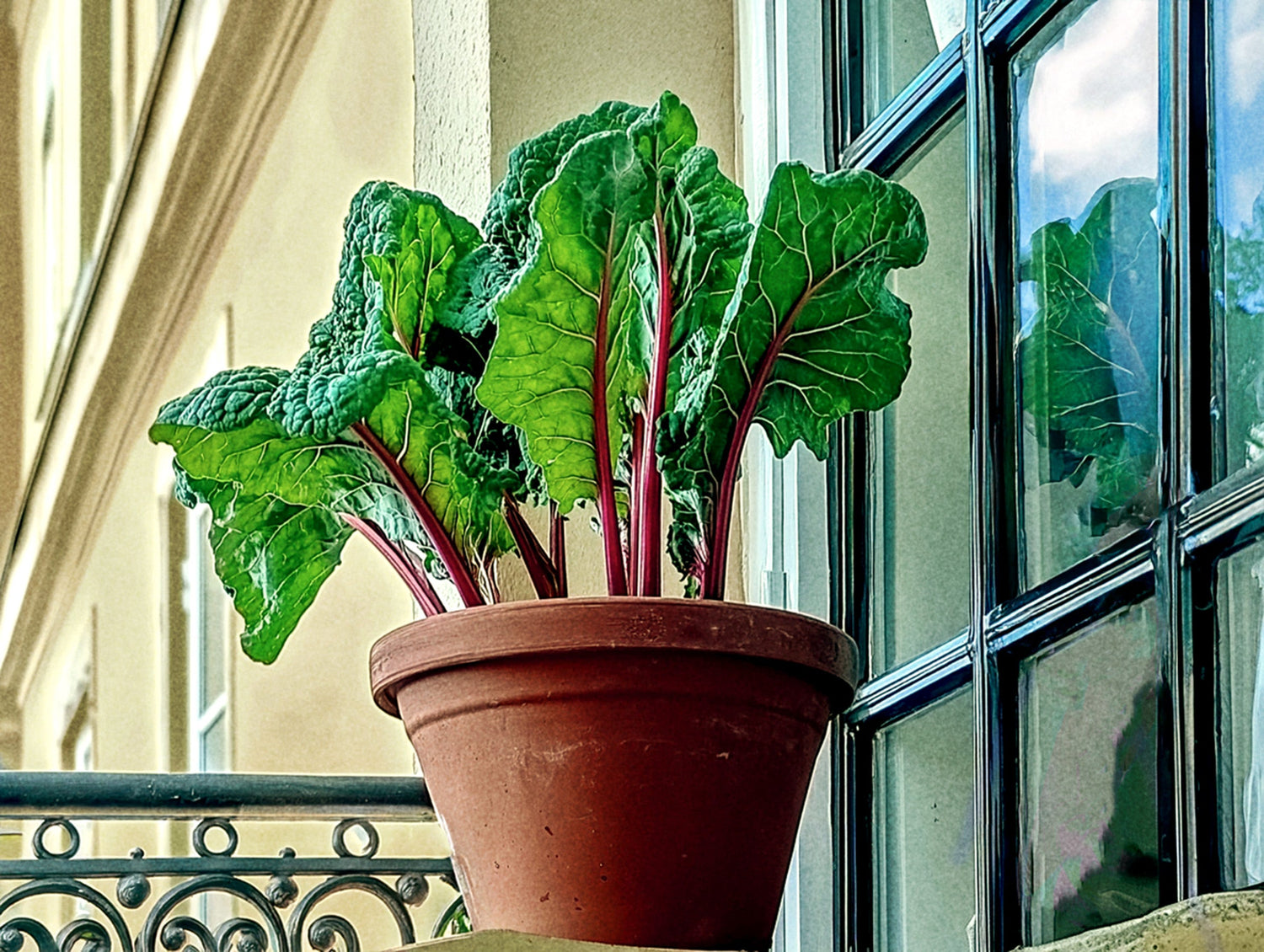Shade Tolerant: Plants that thrive in low light