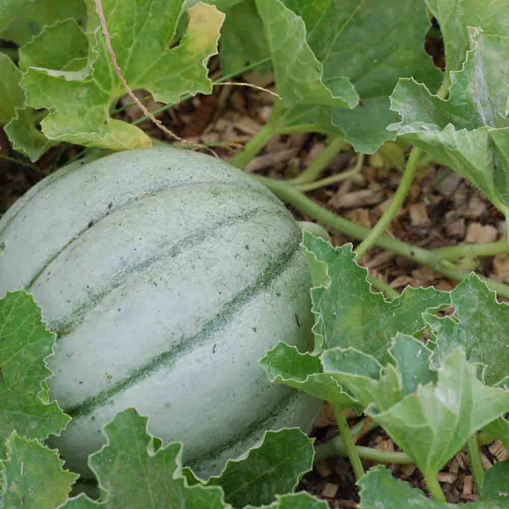 Muskmelon ‘Vieille France’