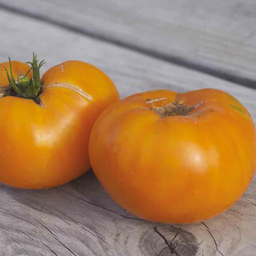 Tomate 'Kellogg's Breakfast'