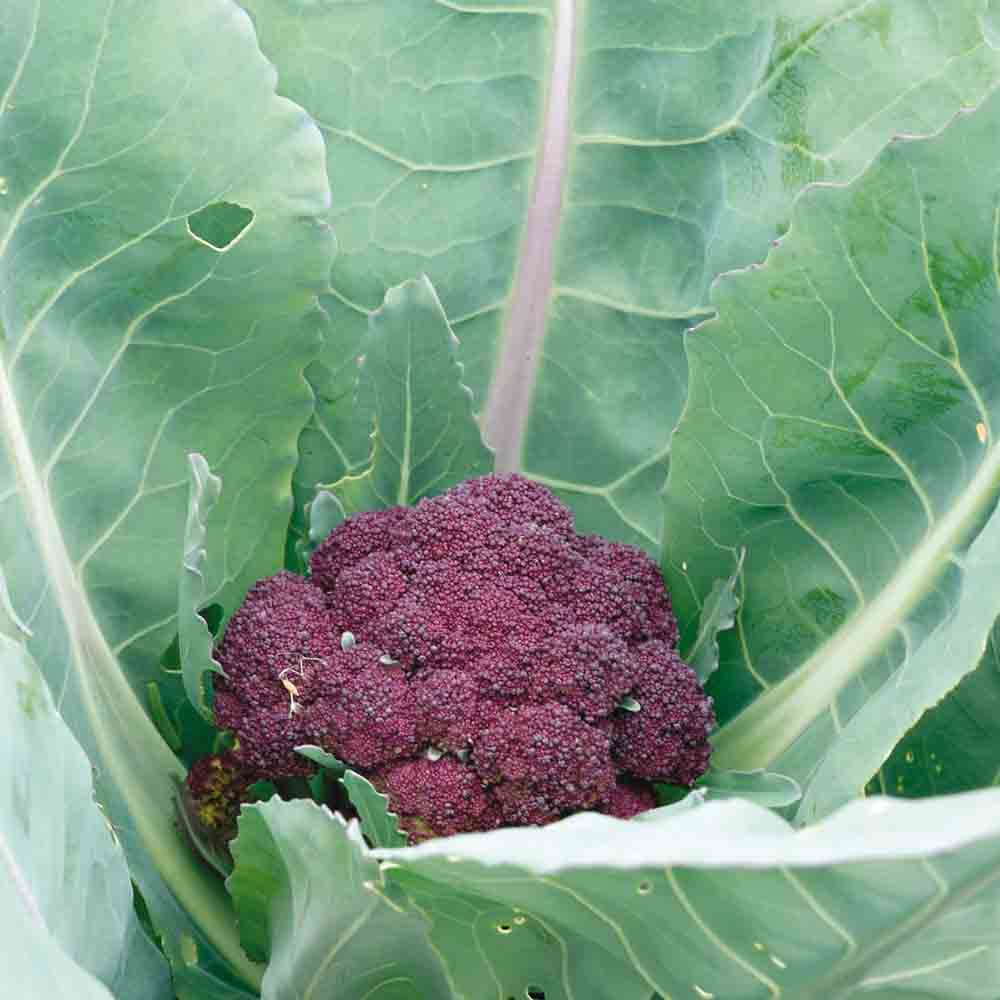 Broccoli 'Violet du Cap’