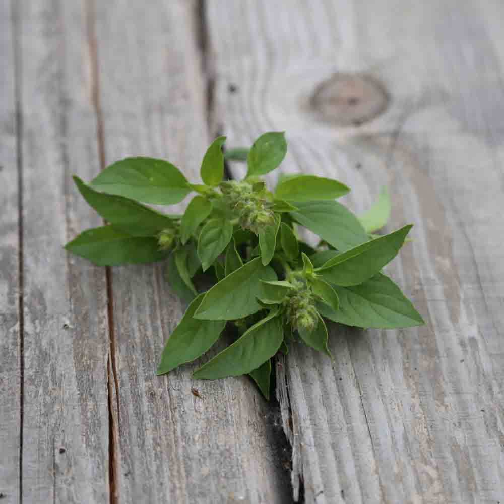 Basil ‘Lime'