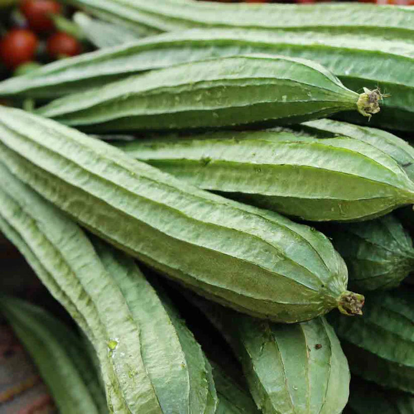 Essbarer Luffa-Kürbis 'Huadiansigua'