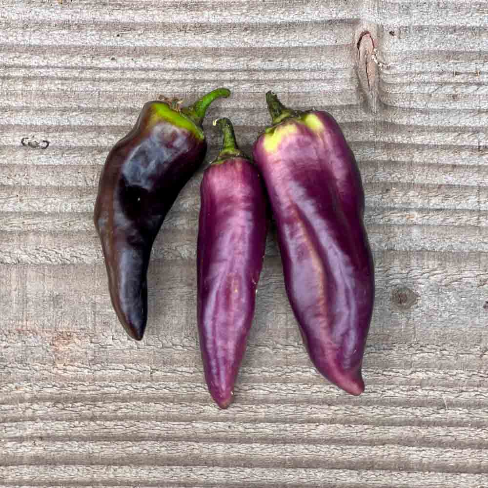 Pepper ‘Pippin’s Golden Honey’