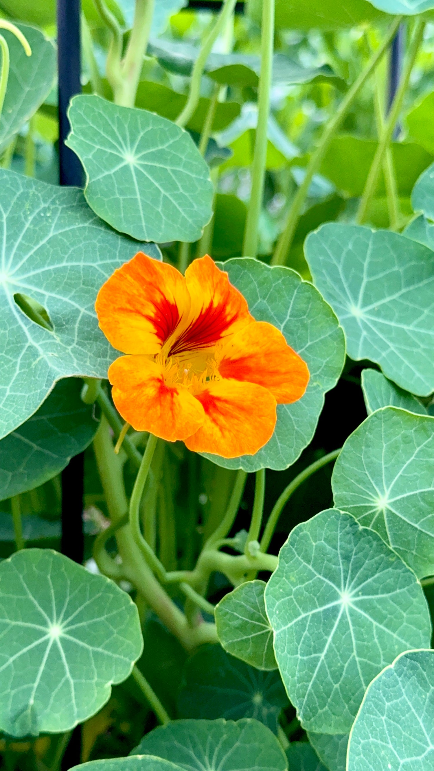 Kapuzinerkresse 'Rankend'