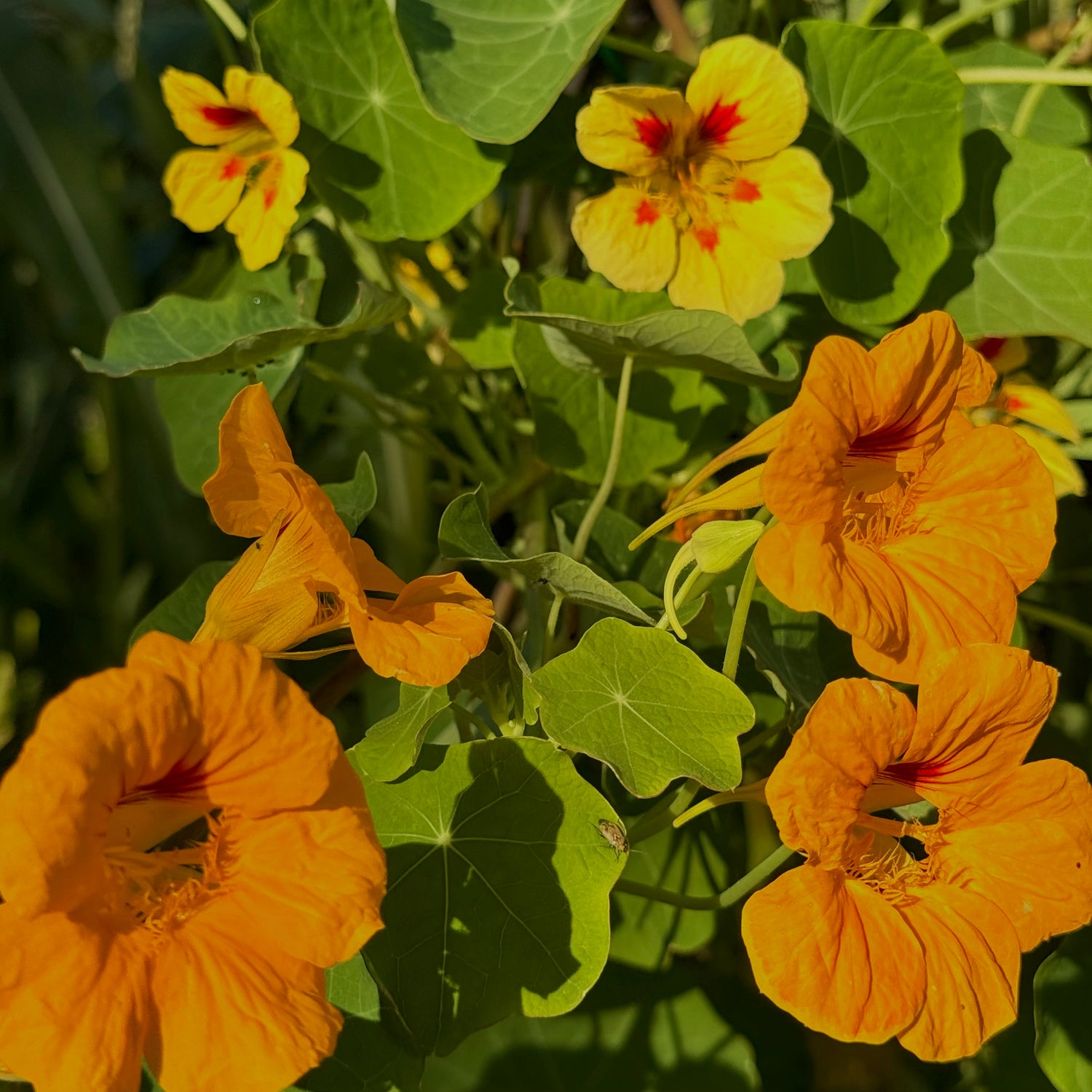 Kapuzinerkresse 'Rankend'