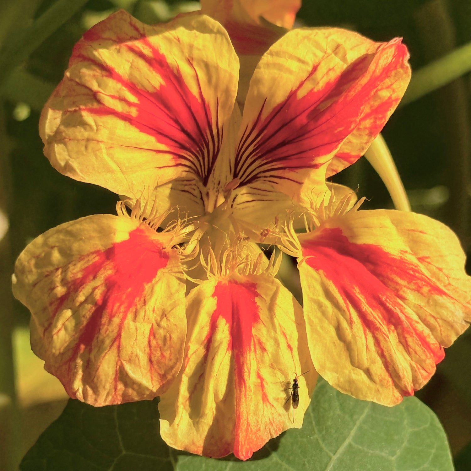 Kapuzinerkresse 'Rankend'