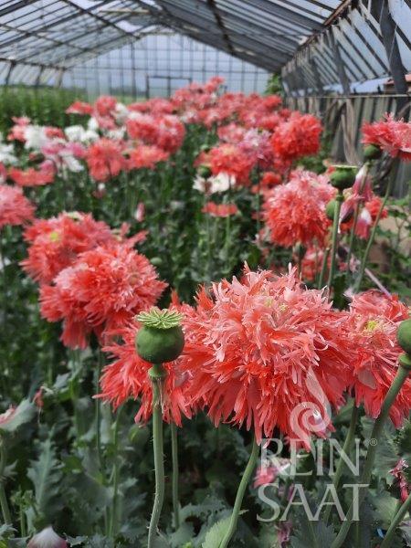 Poppy 'Fringed'