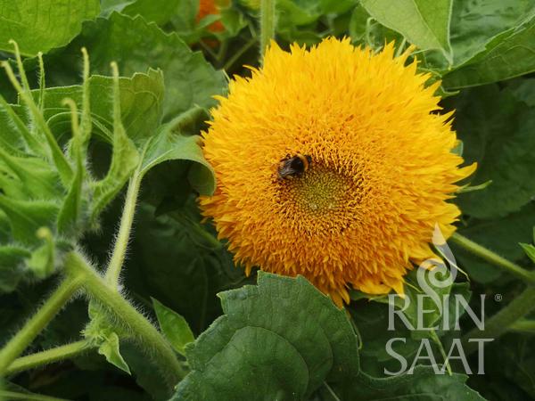 Sonnenblume 'Gold Coin'