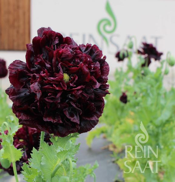Pavot 'Black Peony'