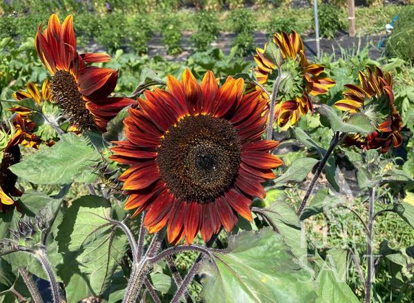 Sonnenblume 'Chocolate Cherry'