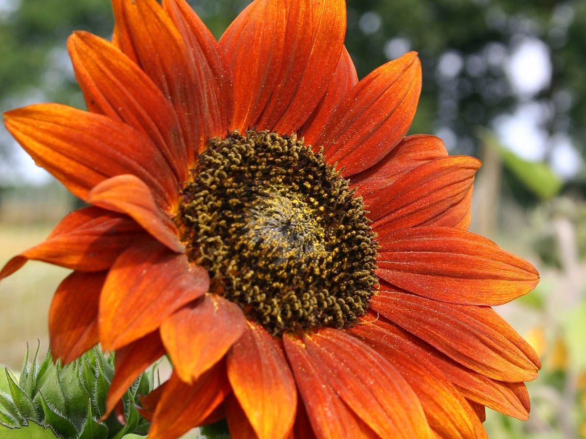 Sunflower 'Velvet Queen'
