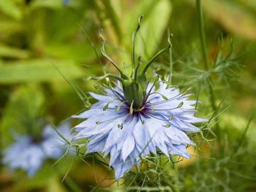 Love-in-a-Mist