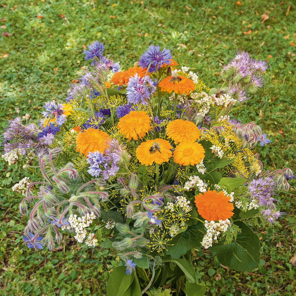 Wildflower Mix 'Bee Pasture'