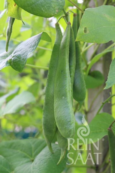 Pole Bean 'Bonela'