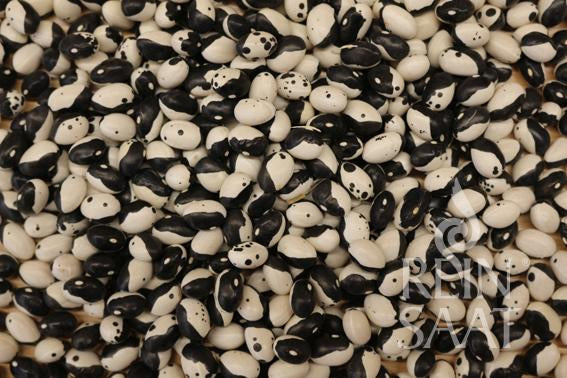 Bush Bean 'Dalmatin'