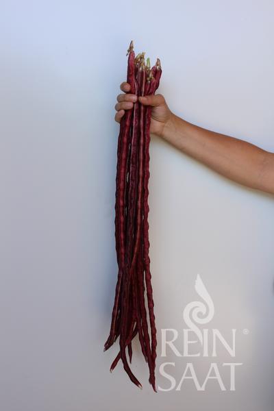 Pole Bean 'Chinese Red Noodle'