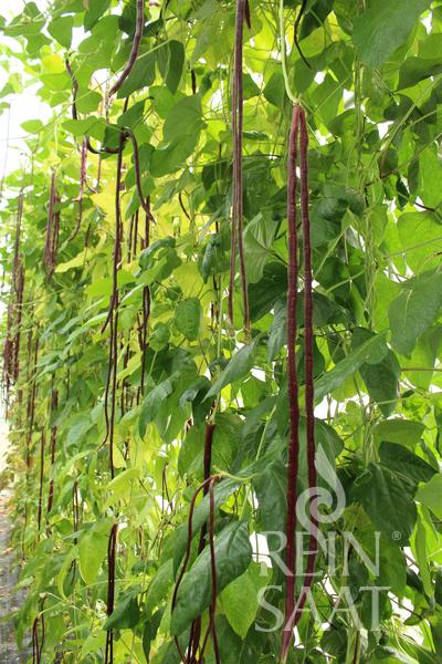 Pole Bean 'Chinese Red Noodle'
