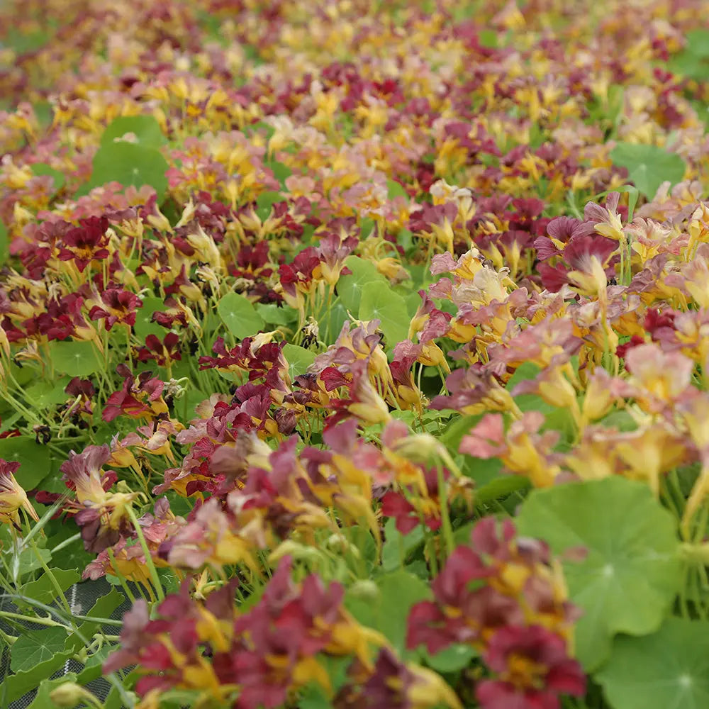 Kapuzinerkresse 'Purple Emperor'