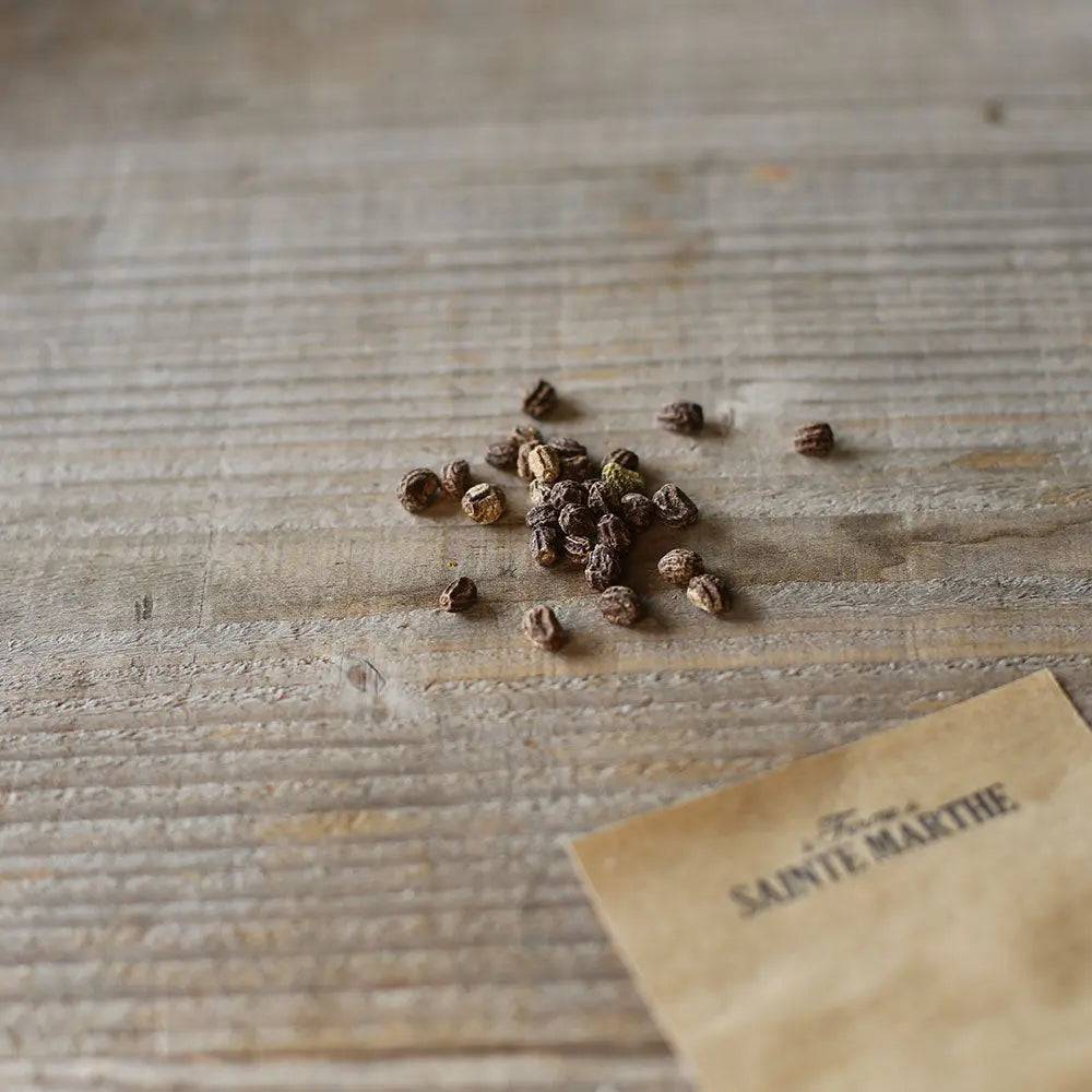 Kapuzinerkresse 'Purple Emperor'