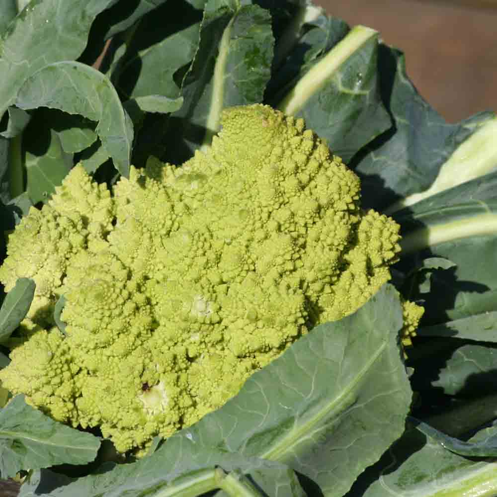 Chou-fleur 'Romanesco Natalino'