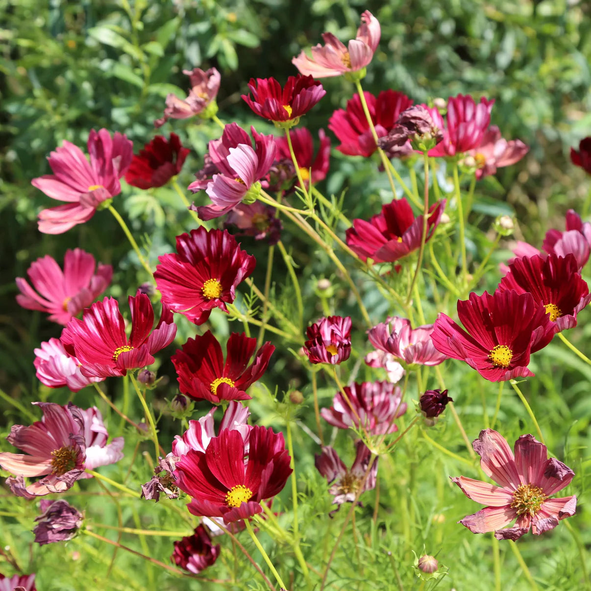 Cosmos 'Velouette'