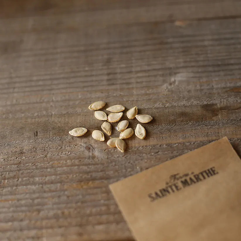 Winterkürbis 'Thelma Sanders'