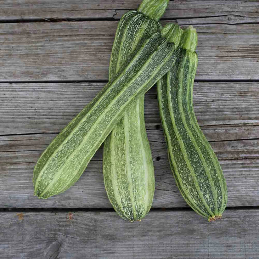 Zucchini 'Costata Romanesco'