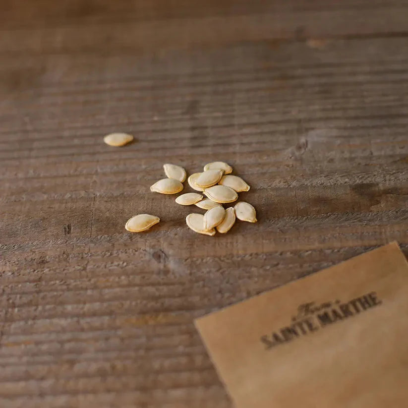Zucchini 'Costata Romanesco'