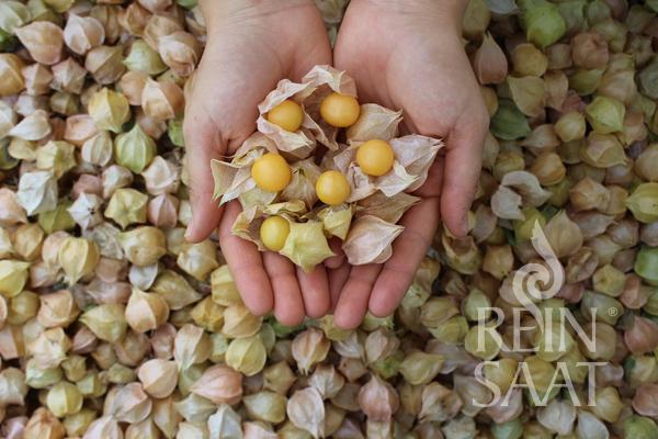 Ground Cherry 'Molly'