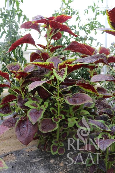 Blattamaranth 'Chinese Multicolor Spinach'