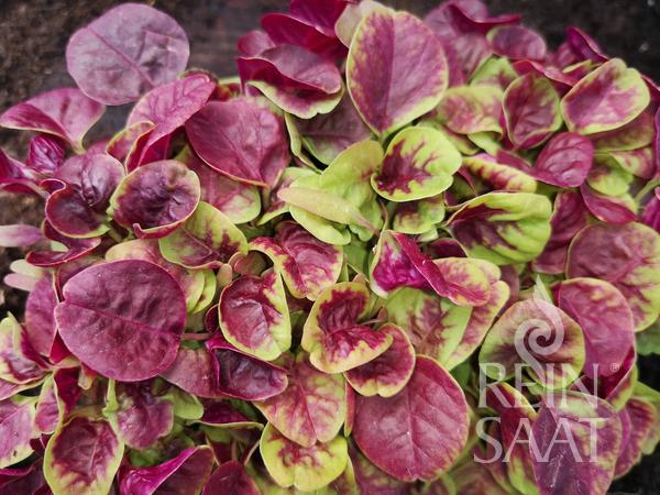 Amaranth 'Chinese Multicolor Spinach'