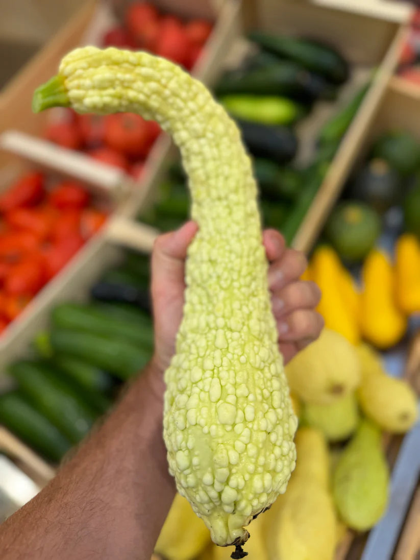 Zucchini 'Pop-Corn'
