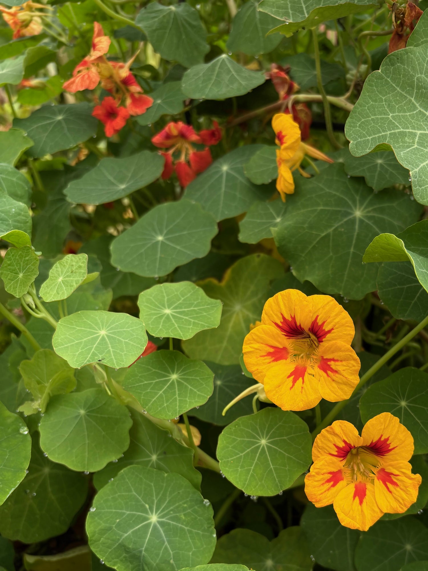 Kapuzinerkresse 'Rankend'