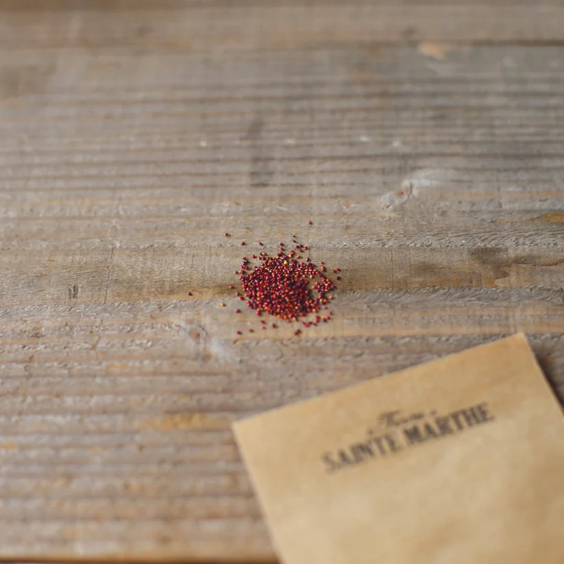 Erdbeersorte 'Queen Of The Valleys'