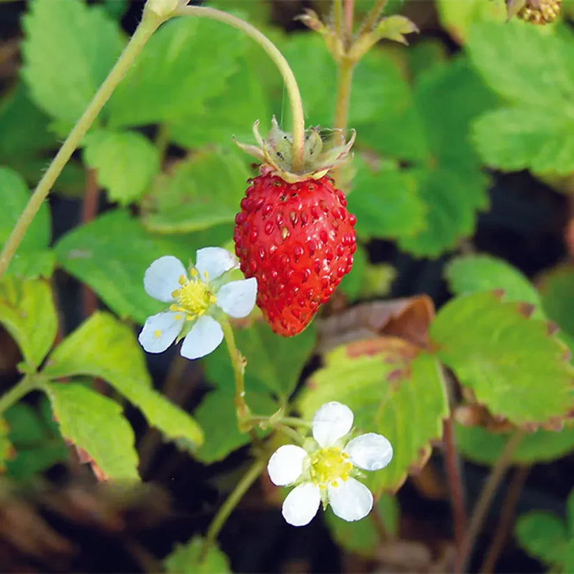 Erdbeersorte 'Queen Of The Valleys' • Bio-Saatgut • Erbstück – Heirbloom