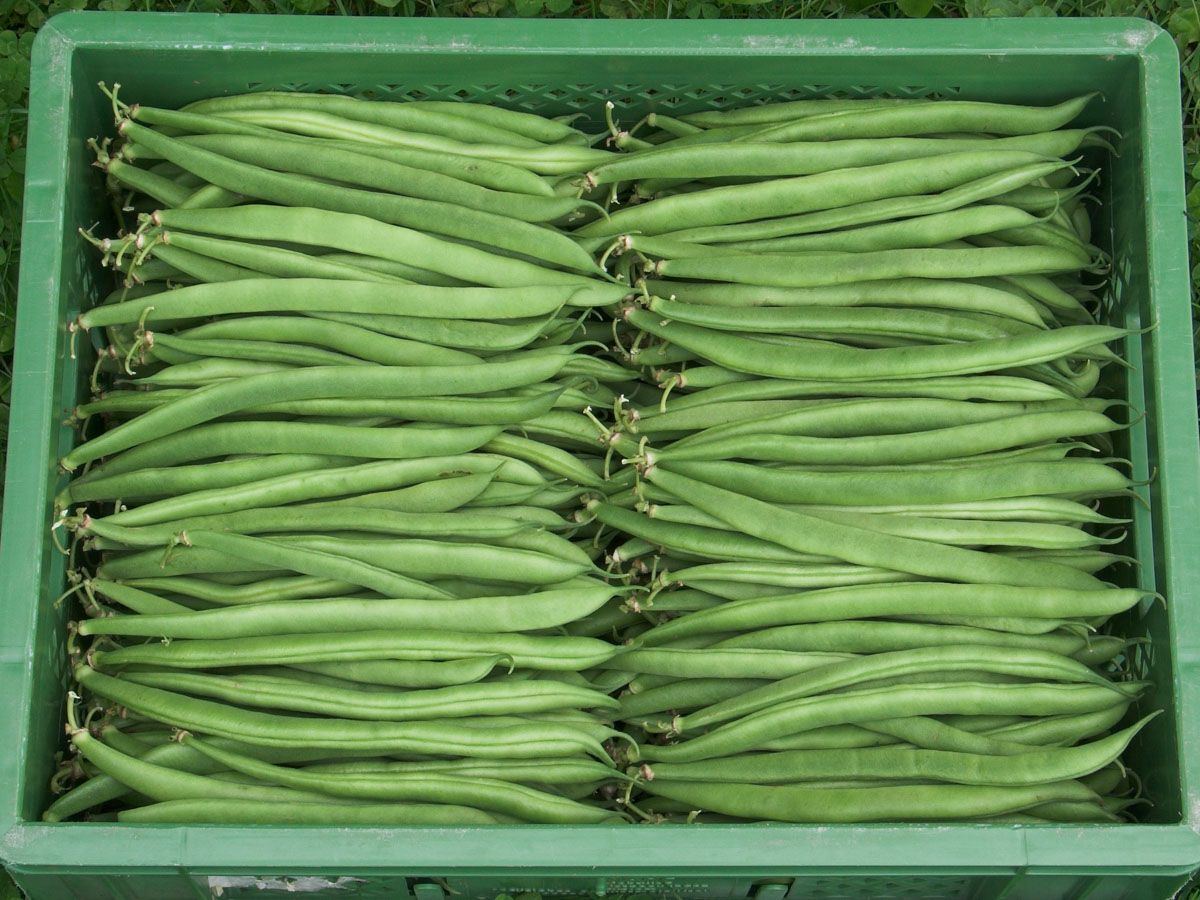 Bush Bean 'Marona'