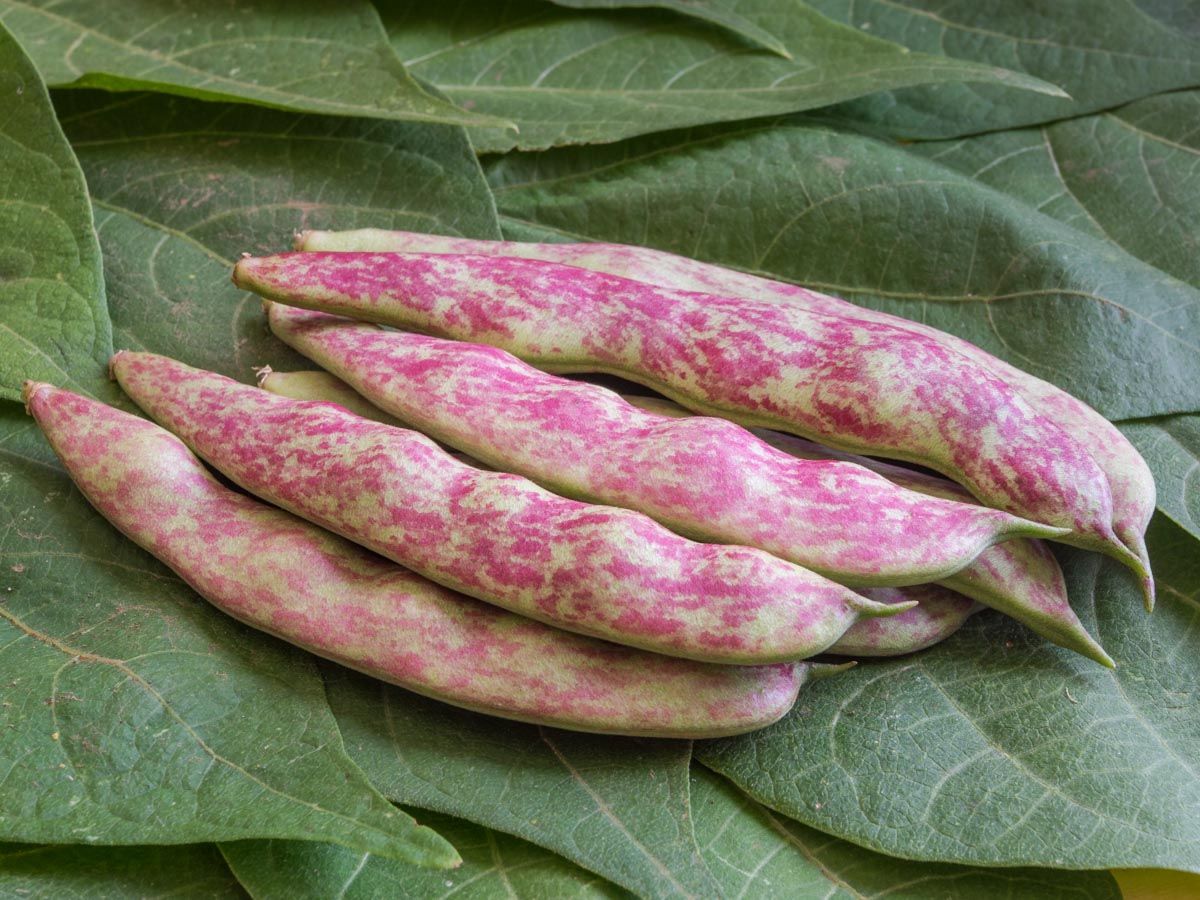 Buschbohne 'Sanguigno 2'