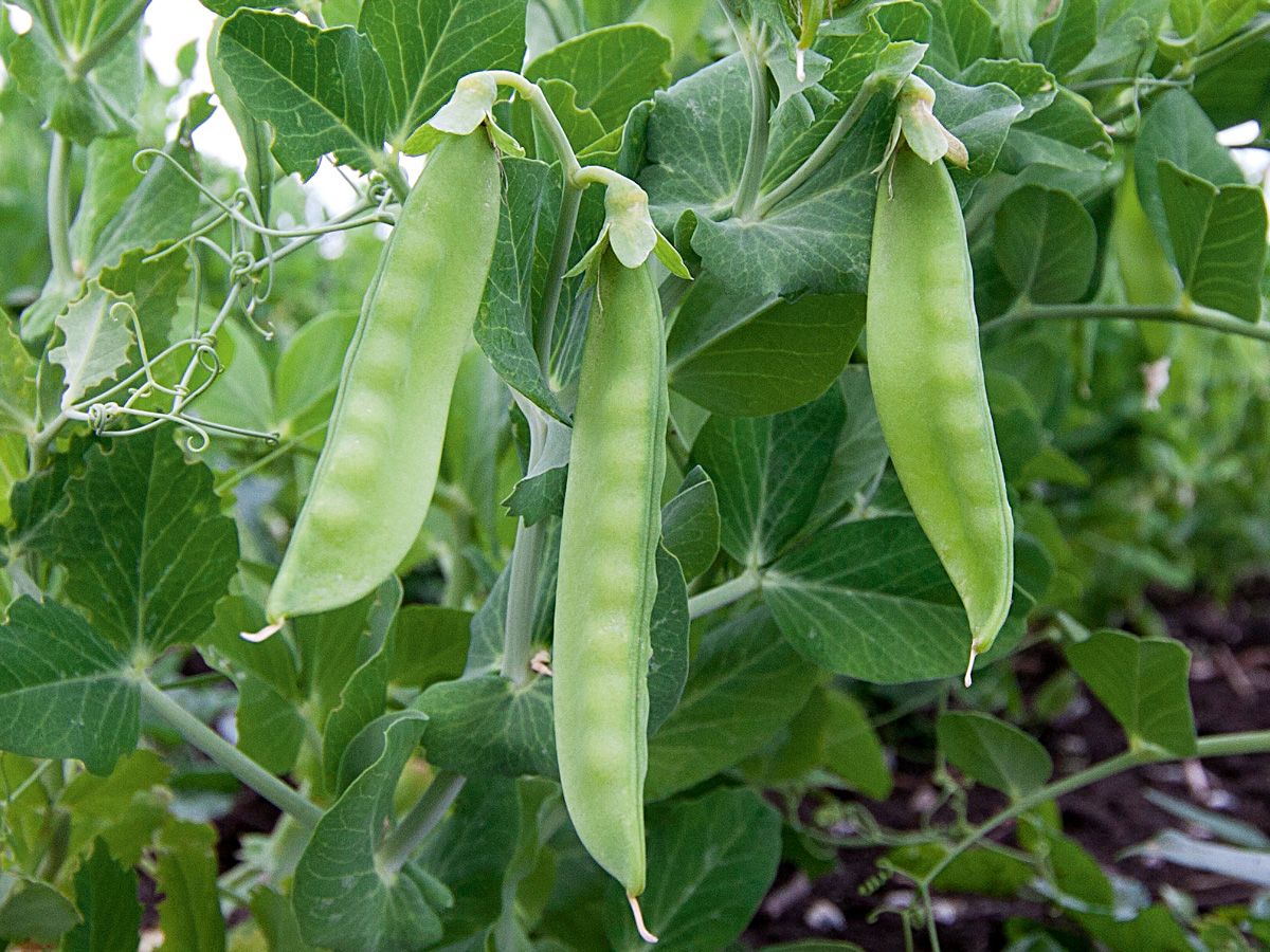 Snap Pea 'Ambrosia'