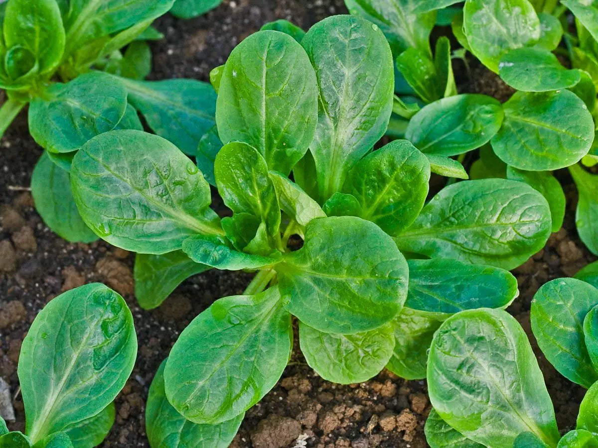 Feldsalat 'Verte à cœur plein 2'