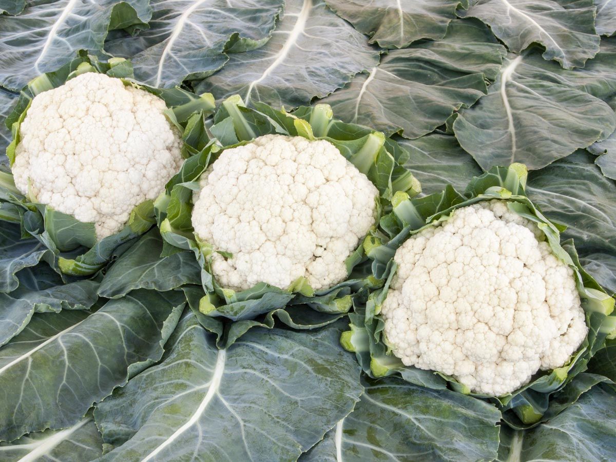 Chou-fleur 'Neckarperle'