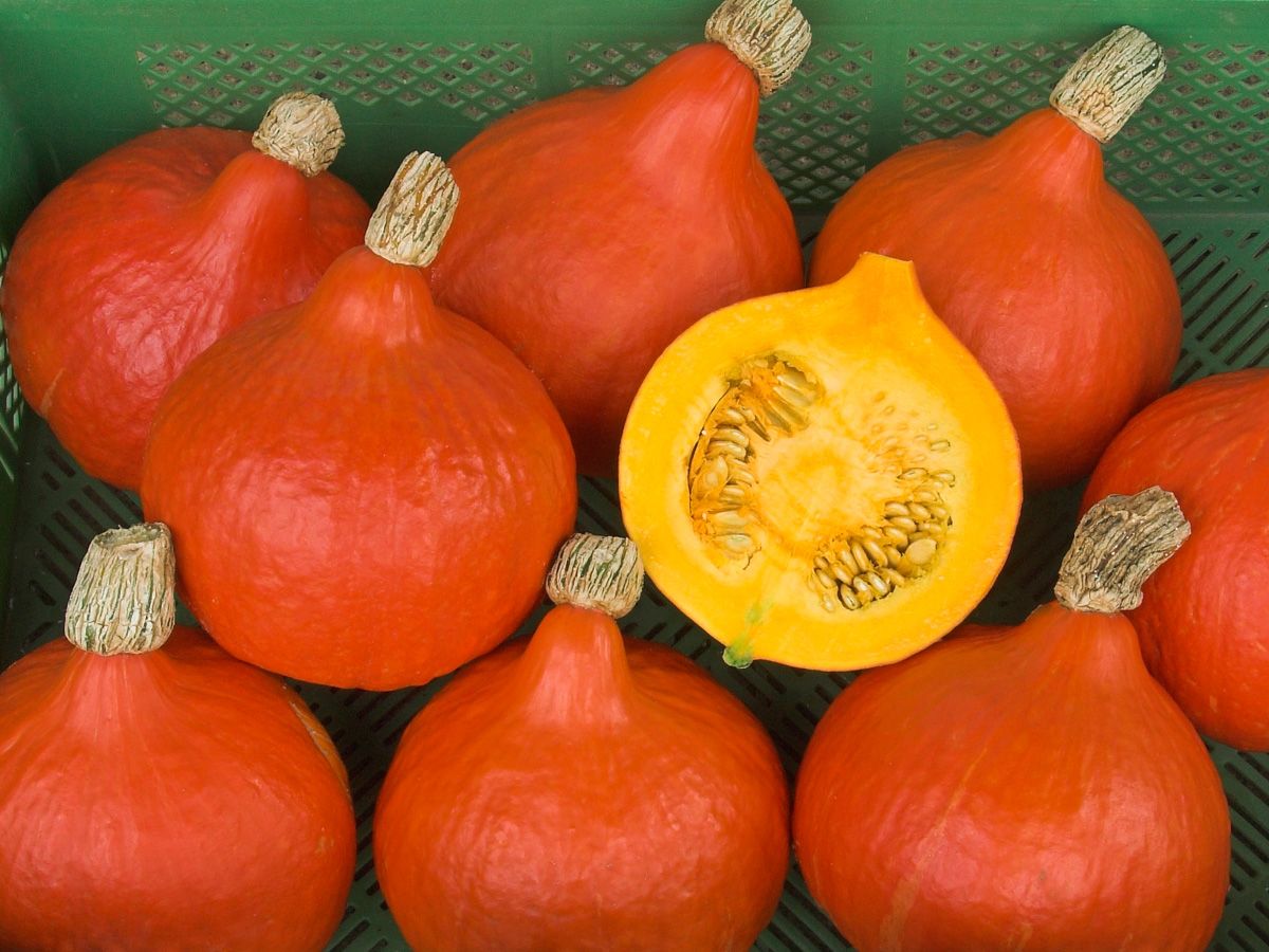 Pumpkin 'Red Kuri'