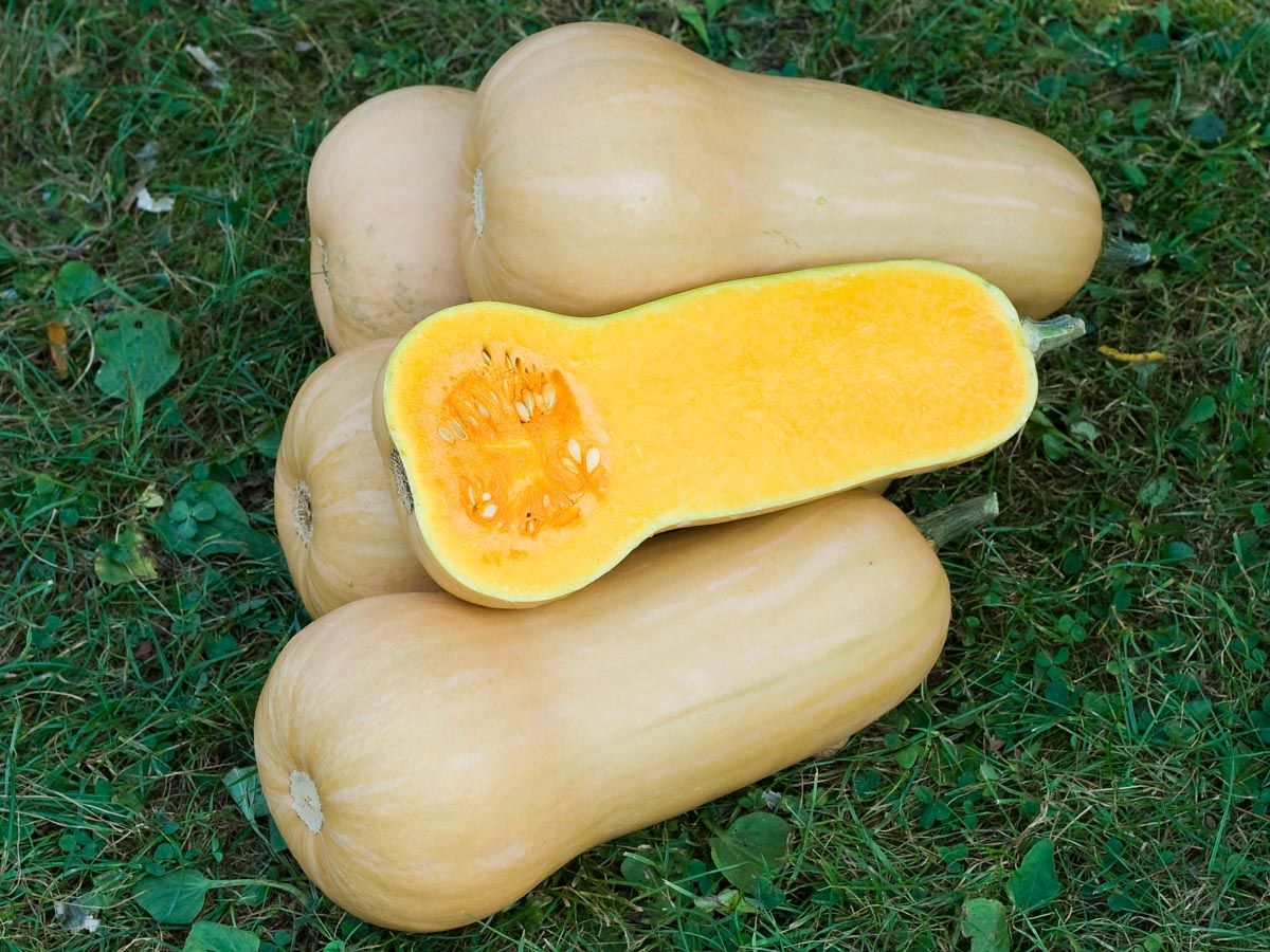 Butternut Squash 'Waltham'
