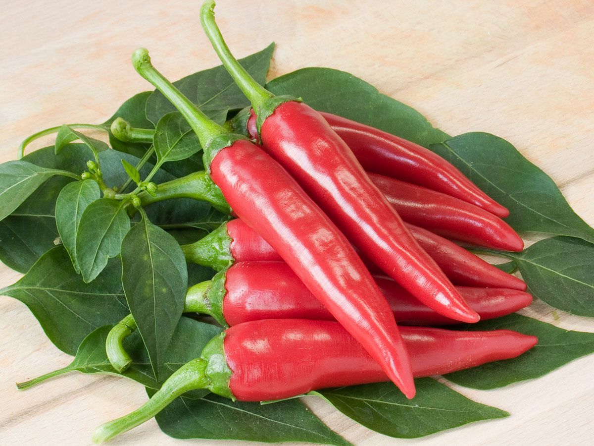 Chili 'De Cayenne'